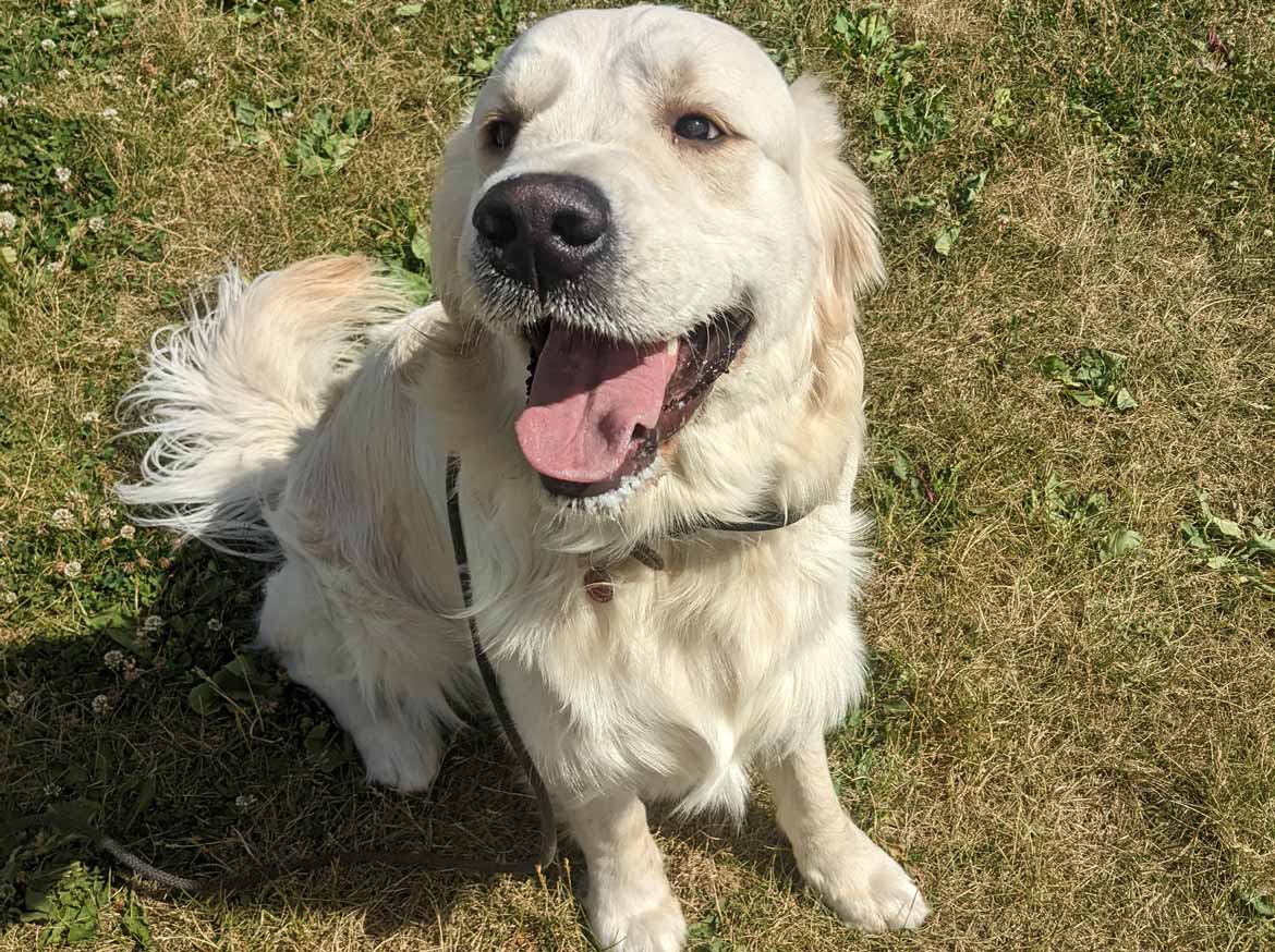 Golden Retriever Dog - Duke