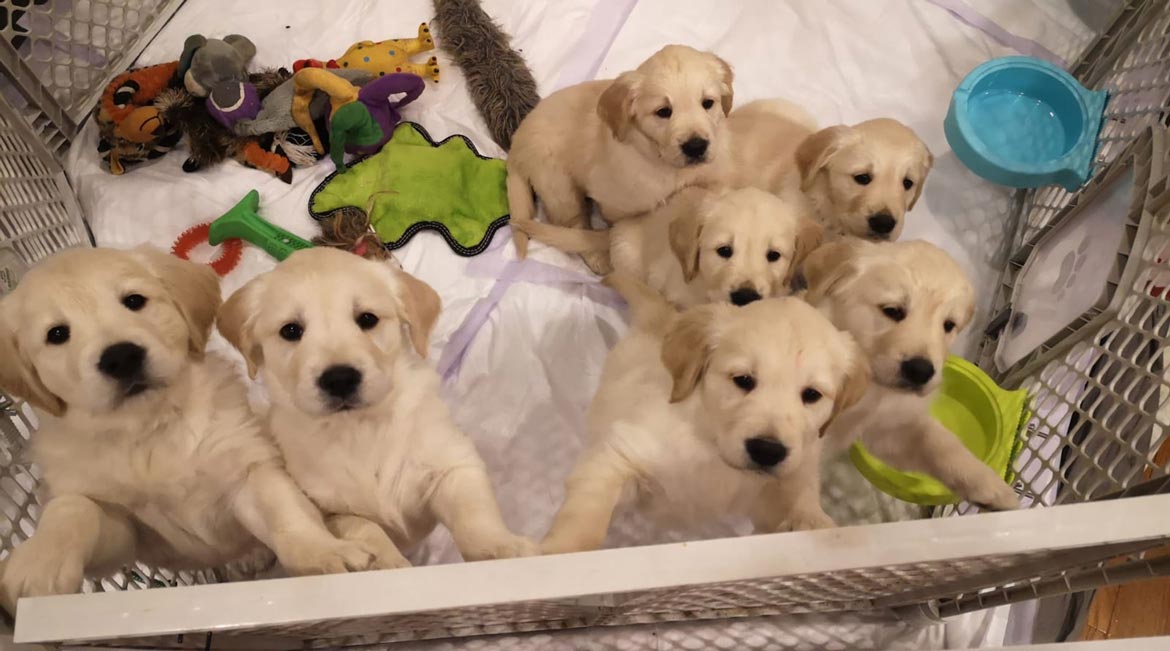 Golden Retriever Puppies Golden Retriever Puppies