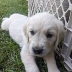 June 2022 Pink Cute English Cream Golden Ontario June 2022 Pink Cute English Cream Golden Ontario