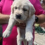 June 2022 White English Cream Golden Retriever Puppy GTA Ontario June 2022 White English Cream Golden Retriever Puppy GTA Ontario