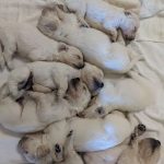 Puppies 1 Puppies 1