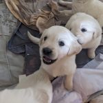 Puppy with an open mouth Puppy with an open mouth