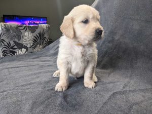 English Cream puppy in Ontario