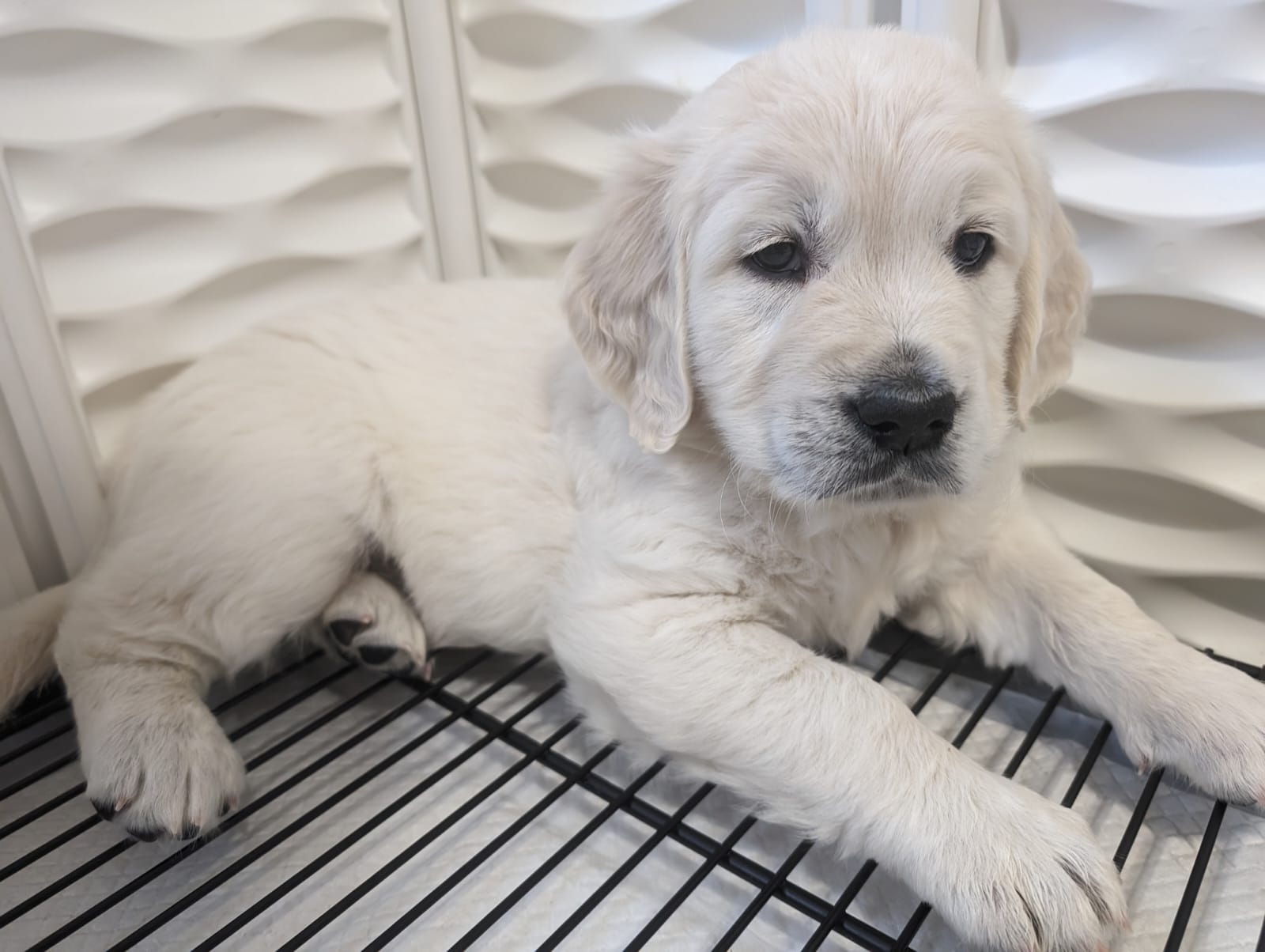Golden Retriever Blue collar puppy.