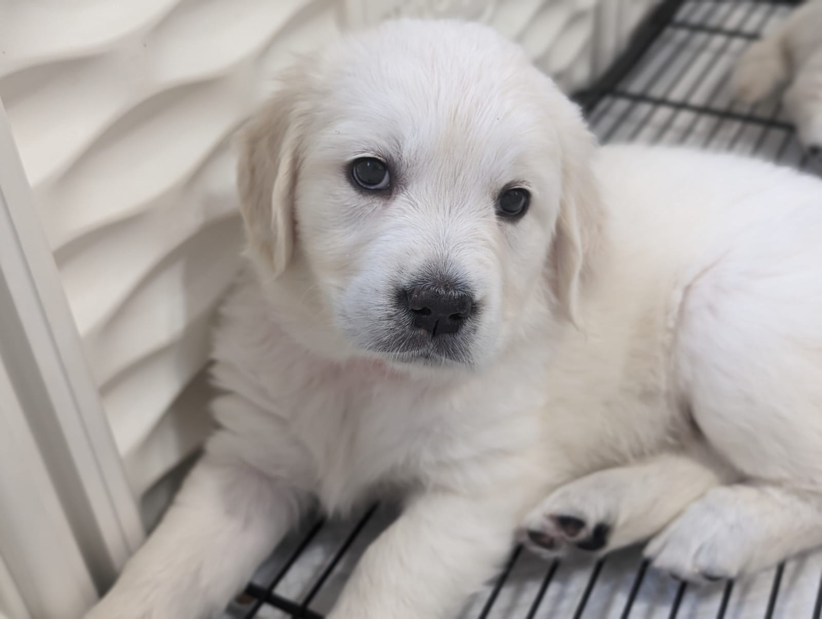Golden Retriever Pink collar puppy.
