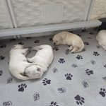 4 puppies 4 puppies