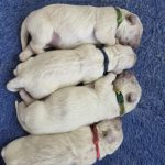 Puppies