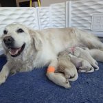Puppies2