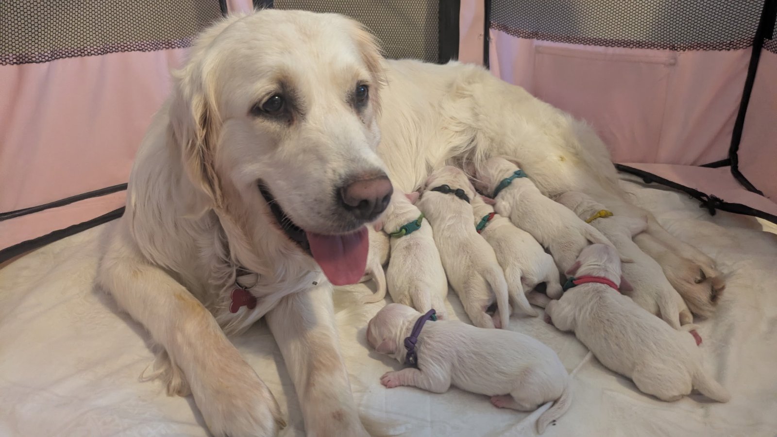Violter litter Violter litter